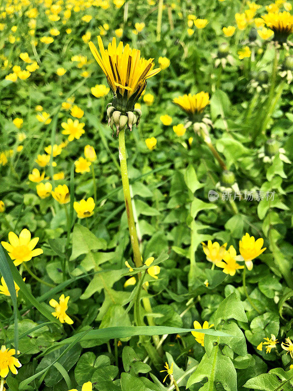 全框图片，黄色开花的野花，小白瑟兰(Ficaria verna)和蒲公英(蒲公英)有锯齿状的匕首状叶子，重点放在前景